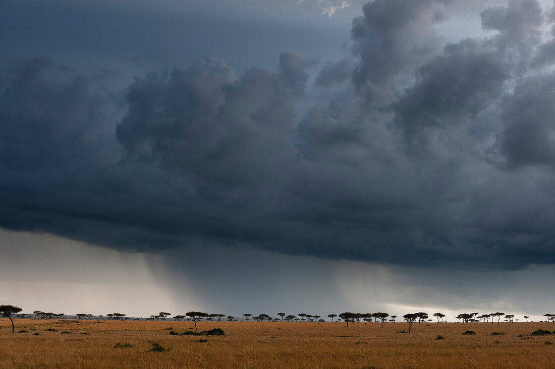 Ein Regenschauer auf den Ebenen der Masai Mara. Masai Mara Nationales Reservat, Kenia.