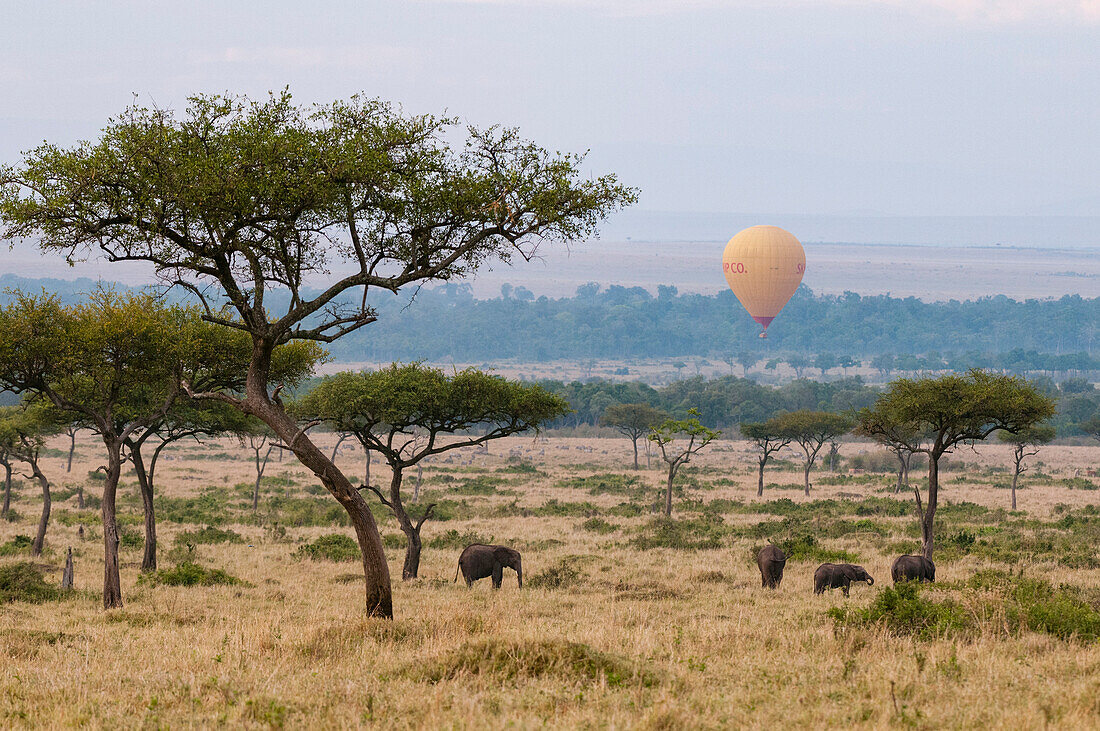 Ein Heißluftballon fliegt über eine Savanne, in der afrikanische Elefanten, Loxodonta africana, grasen. Masai Mara Nationalreservat, Kenia.