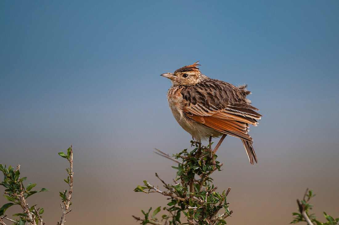 Portrait of a rufous-naped lark, Mirafra africana, perching. Masai Mara National Reserve, Kenya.