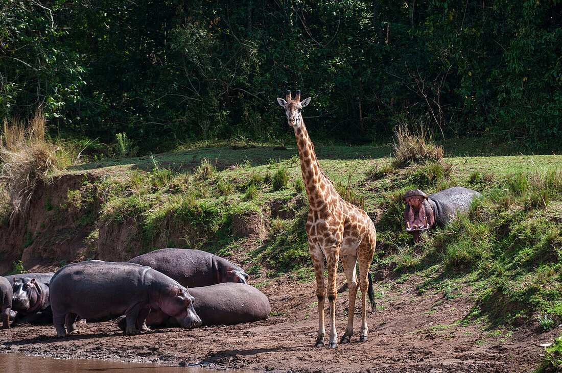 Ein Flusspferd, Hippopotamus amphibius, warnt eine Masai-Giraffe, Giraffa camelopardalis. Mara-Fluss, Masai Mara-Nationalreservat, Kenia.
