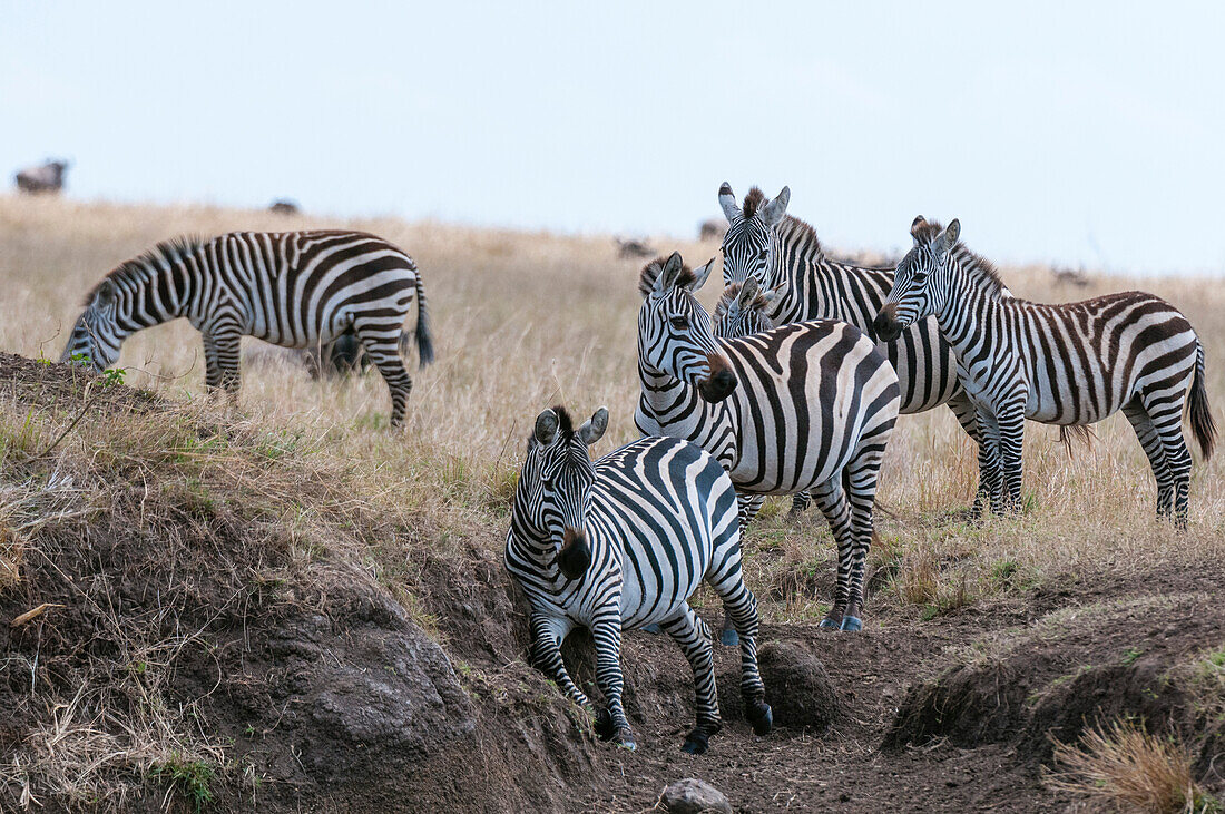 Eine Herde von Steppenzebras, Equus quagga, auf einer Grasebene. Masai Mara Nationalreservat, Kenia.