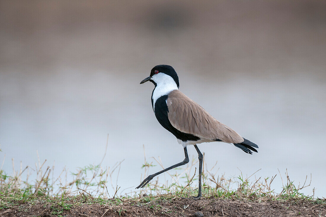 Portrait of a spur-winged lapwing, Vanellus spinosus. Masai Mara National Reserve, Kenya.