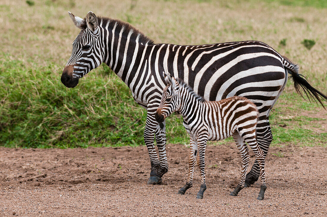A plains zebra, Equus quagga, with her colt. Masai Mara National Reserve, Kenya.
