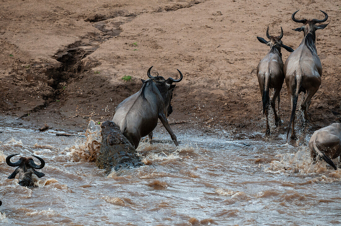 A Nile crocodile, Crocodilus niloticus, attacking a wildebeest, Connochaetes taurinus, crossing the Mara River. Mara River, Masai Mara National Reserve, Kenya.