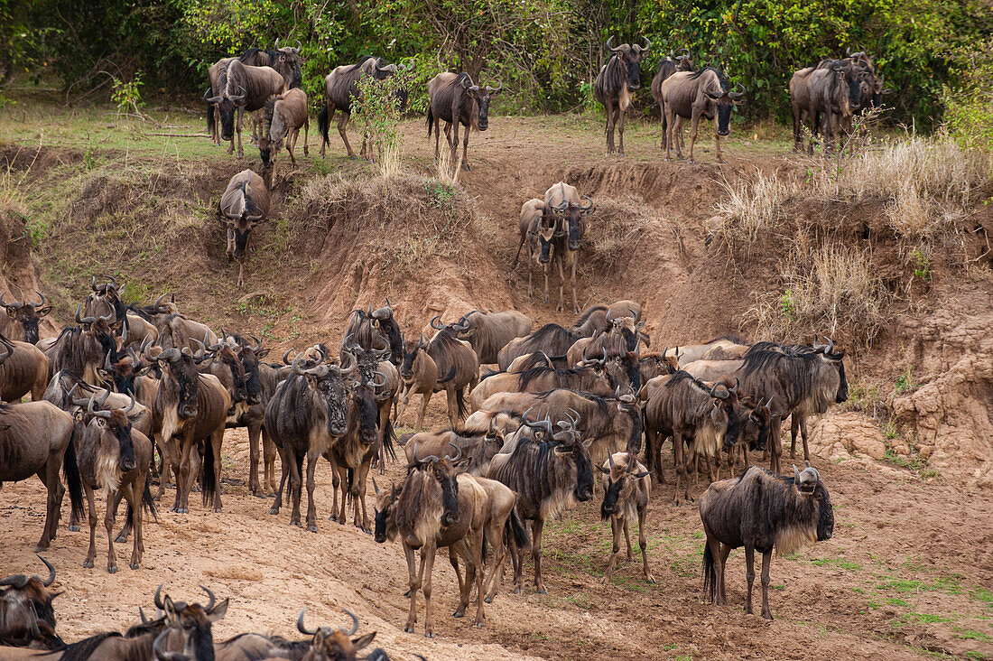Migrating wildebeests, Connochaetes taurinus, approaching the Mara River. Mara River, Masai Mara National Reserve, Kenya.