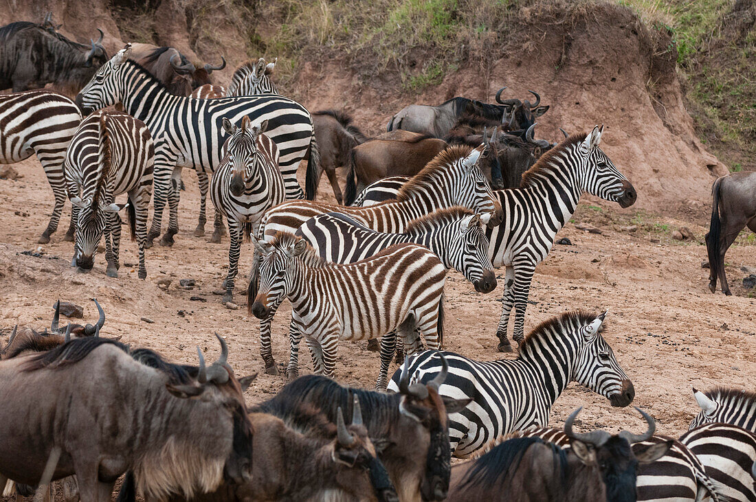 Migrating common zebras, Equus quagga, and wildebeests, Connochaetes taurinus, approaching the Mara River. Mara River, Masai Mara National Reserve, Kenya.