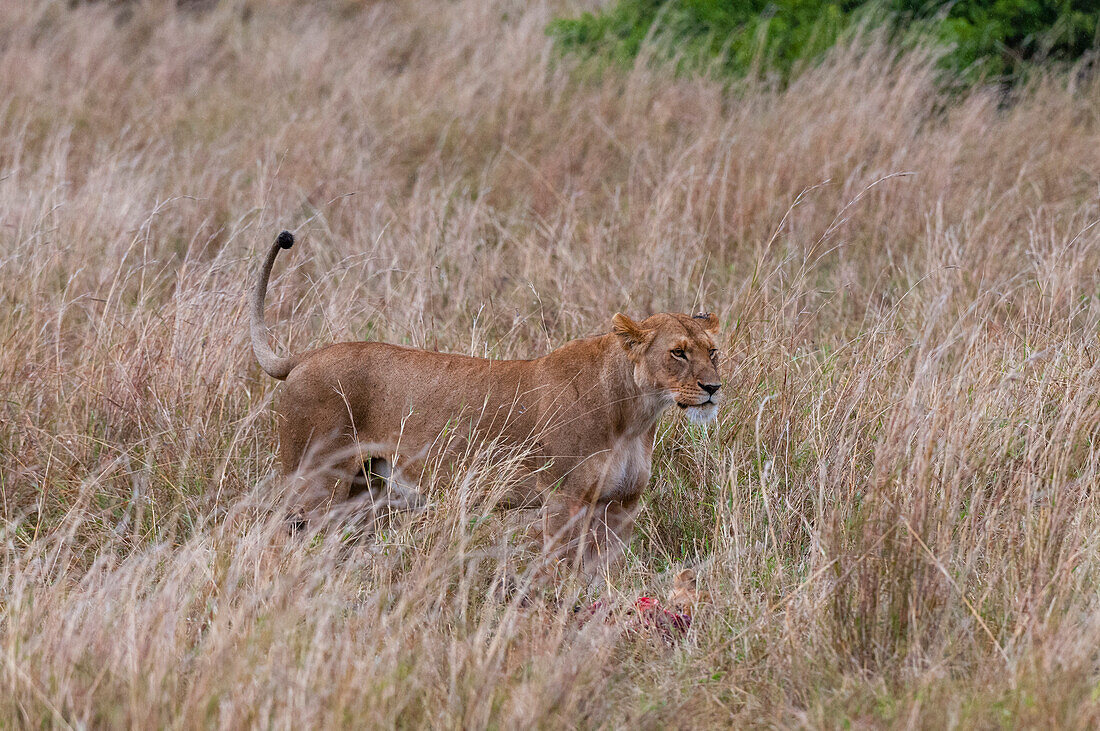 Eine Löwin, Panthera leo, und ein Jungtier beim Fressen eines Kadavers. Das Jungtier befindet sich in der Nähe der Vorderfüße der Mutter. Masai Mara-Nationalreservat, Kenia.