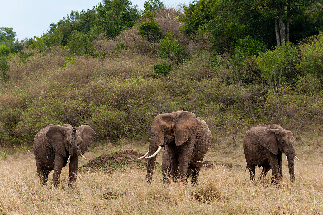 Afrikanische Elefanten, Loxodonta africana, laufen im hohen Gras. Masai Mara Nationalreservat, Kenia.