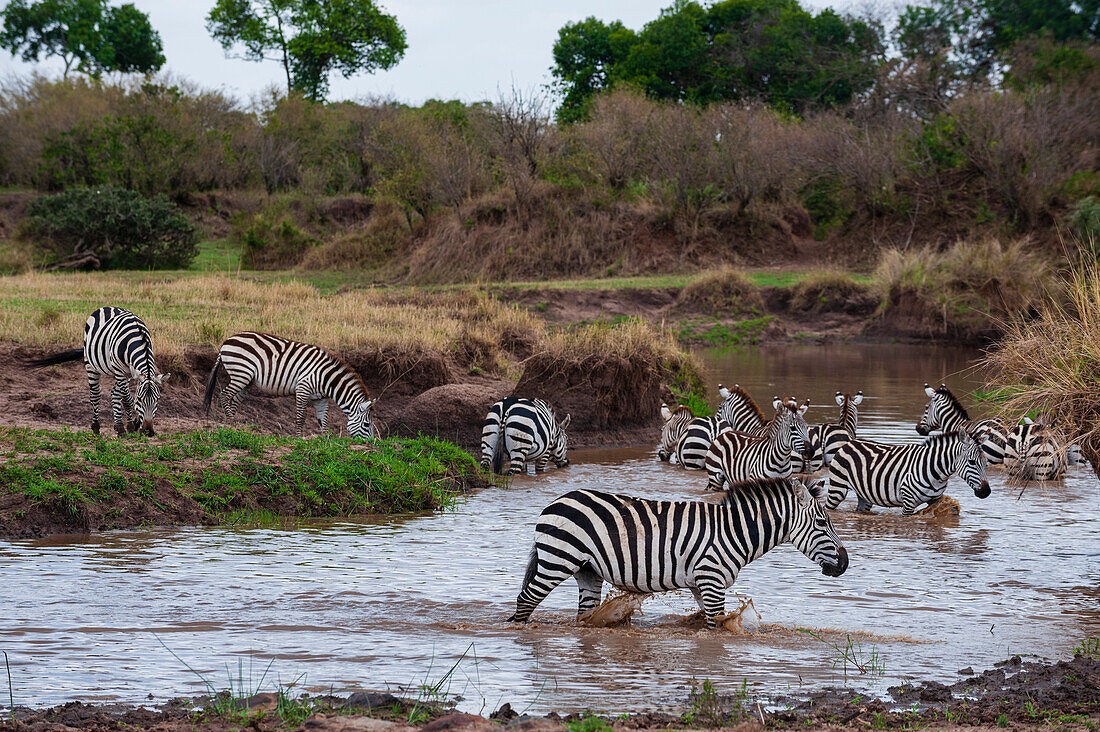 Plains zebras, Equus quagga, drinking and resting at a waterhole. Mara River, Masai Mara National Reserve, Kenya.