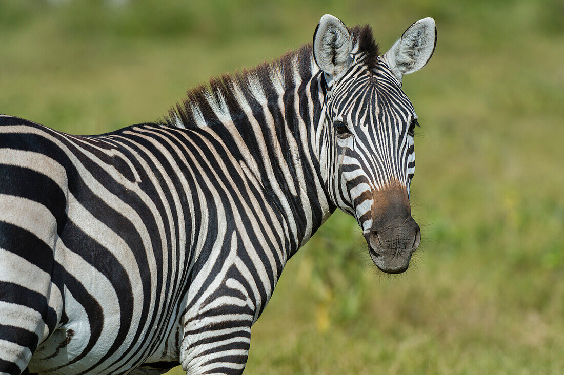 Nahaufnahme eines gewöhnlichen Zebras, Equus quagga, im Amboseli-Nationalpark. Amboseli-Nationalpark, Kenia, Afrika.