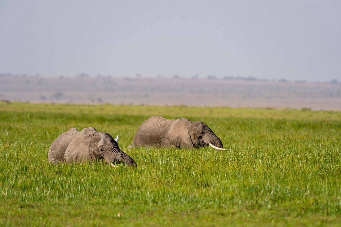 Two African elephants, Loxodonta africana, in green tall grass. Amboseli National Park, Kenya, Africa.