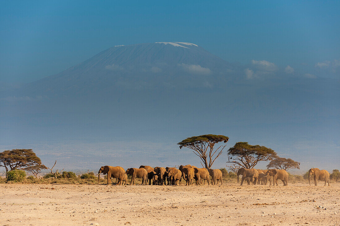 Herd of African elephants, Loxodonta africana, with Mount Kilimangiaro in the background. Amboseli National Park, Kenya, Africa.