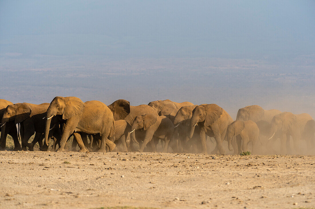 Herde afrikanischer Elefanten, Loxodonta africana, beim Wandern in den Ebenen von Amboseli. Amboseli-Nationalpark, Kenia, Afrika.