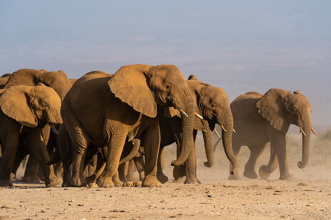 Herd of African elephants, Loxodonta africana, walking in the plains of Amboseli National Park. Amboseli National Park, Kenya, Africa.