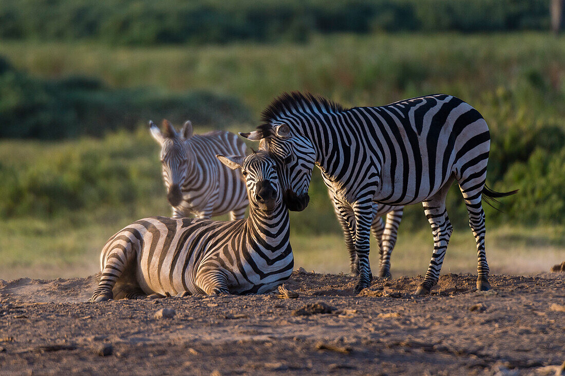 Gewöhnliche Zebras, Equus quagga, im Amboseli-Nationalpark. Amboseli-Nationalpark, Kenia, Afrika.