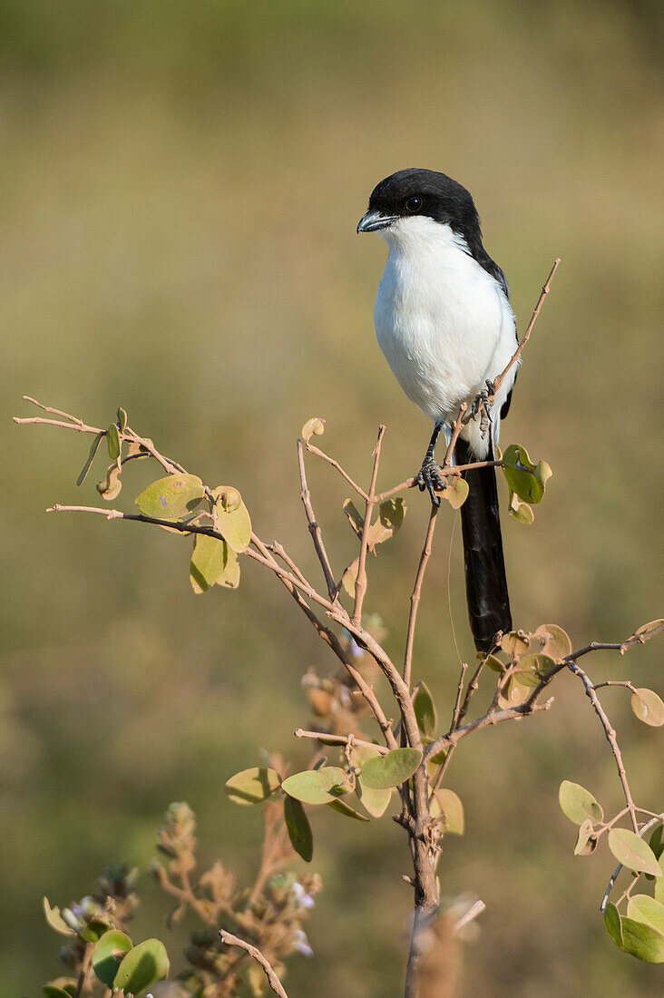 A long-tailed fiscal, Lanius cabanisi, perching on a branch. Amboseli National Park, Kenya, Africa.