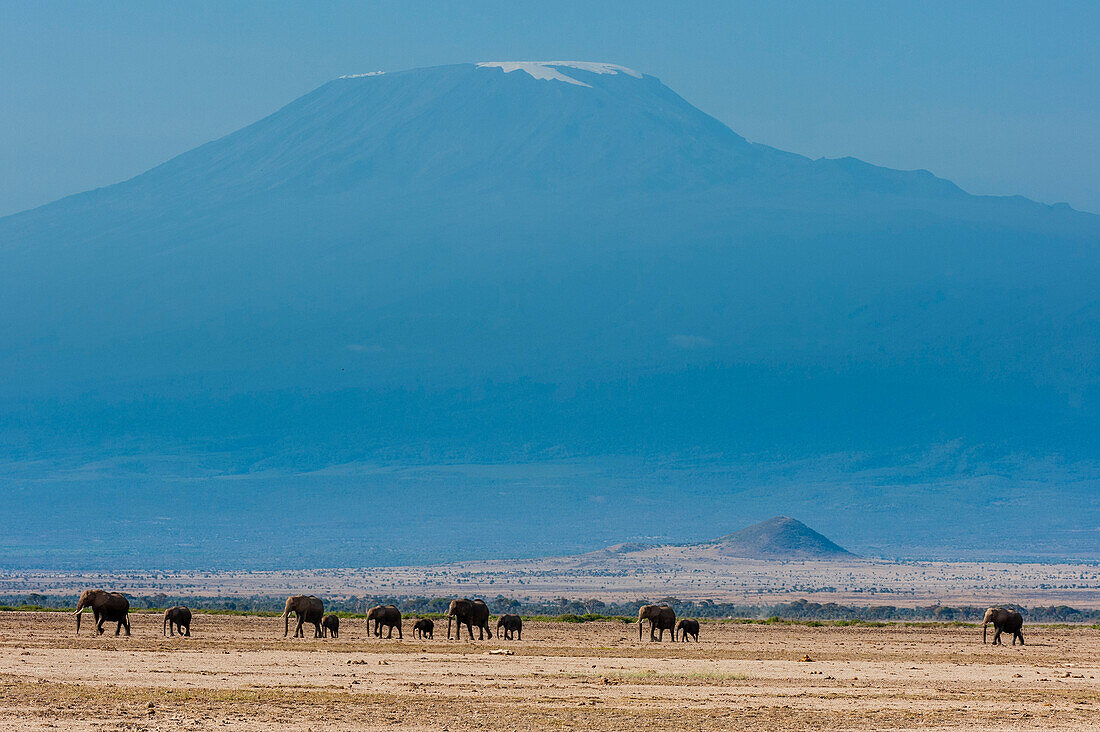 Herde afrikanischer Elefanten, Loxodonta africana, mit dem Kilimandscharo im Hintergrund. Amboseli-Nationalpark, Kenia, Afrika.