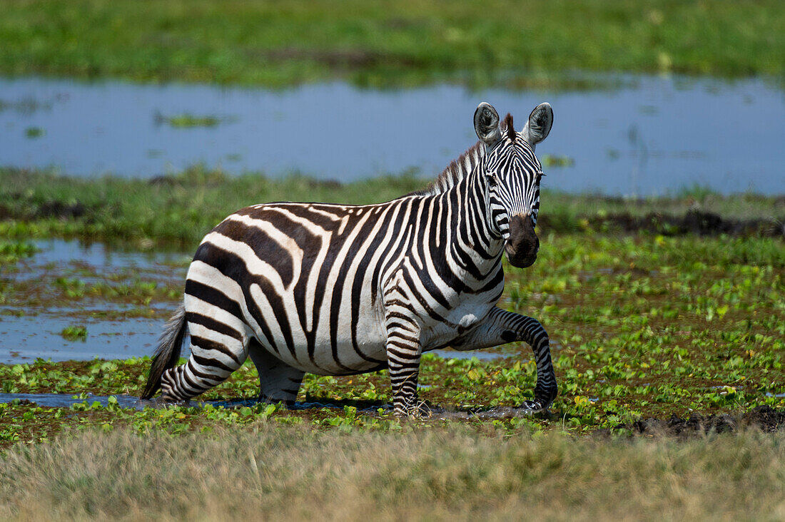 A common zebra, Equus quagga, walking in the water. Amboseli National Park, Kenya, Africa.