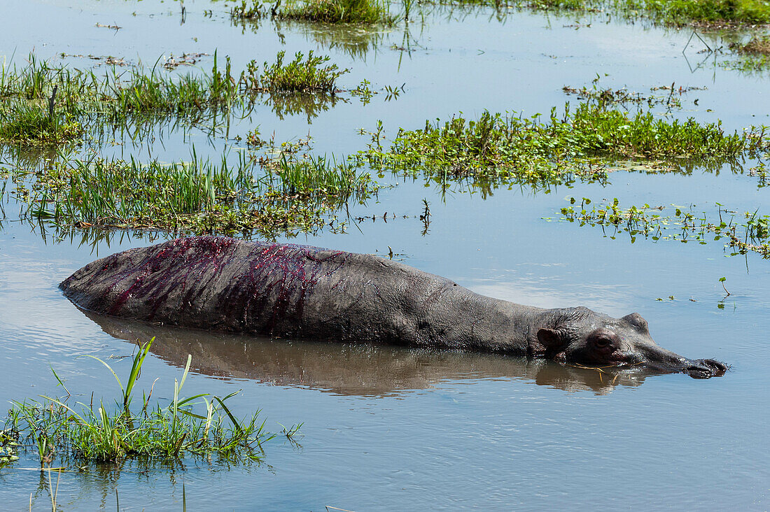 A wounded hippopotamus, Hippopotamus amphibius, probably attacked by lions. Amboseli National Park, Kenya, Africa.