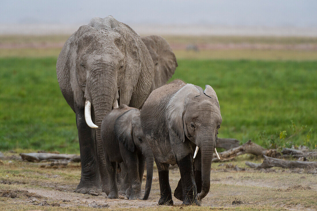 Afrikanische Elefanten, Loxodonta africana, mit ihren Kälbern beim Wandern. Amboseli-Nationalpark, Kenia, Afrika.