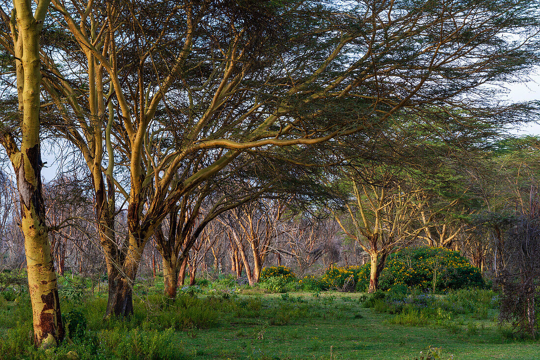 An Acacia tree forest at Lake Naivasha, Kenya. Kenya, Africa.