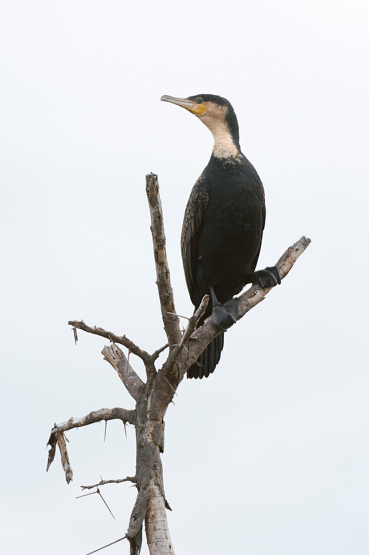 A Great cormorant, Phalocrocorax carbo, perching on a tree branch. Kenya, Africa.