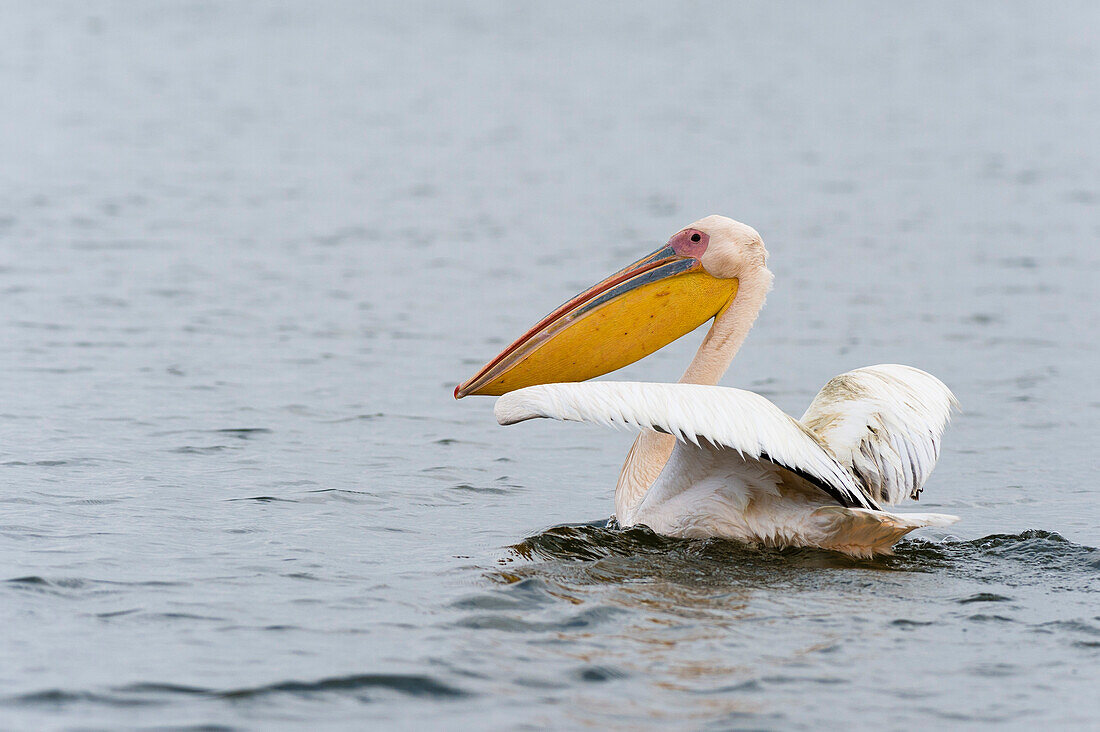 Ein Weißer Pelikan, Pelecanus onocrotalus, schwimmt mit ausgebreiteten Flügeln auf dem See. Kenia, Afrika.