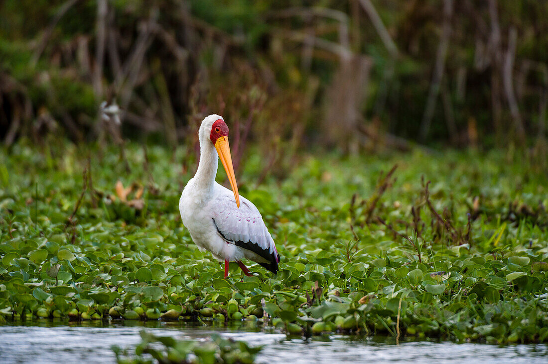 Porträt eines Gelbschnabelstorchs, Mycteria ibis, der durch Wasserpflanzen auf einem See watet. Kenia, Afrika.