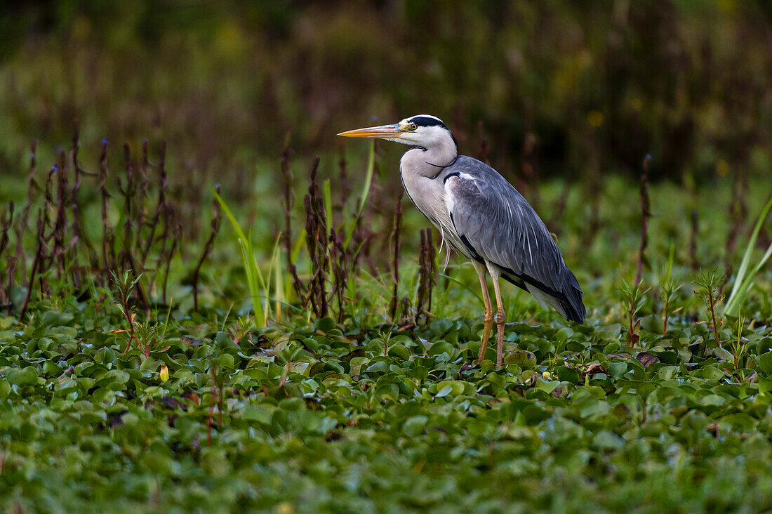 Porträt eines Graureihers, Ardea cinerea, an einem Seeufer. Kenia, Afrika.