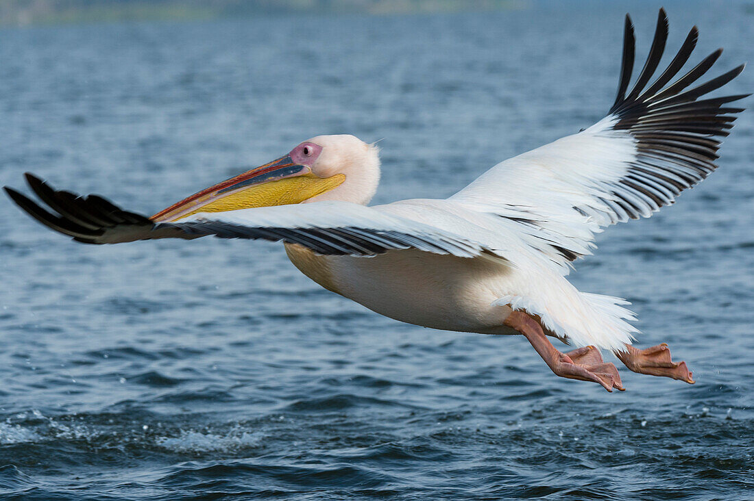 Ein Weißer Pelikan, Pelecanus onocrotalus, hebt von einem See ab. Kenia, Afrika.