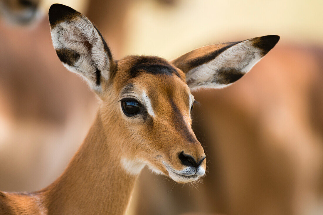 Porträt eines Impala-Kälbchens, Aepyceros melampus. Nakuru-See-Nationalpark, Kenia, Afrika.