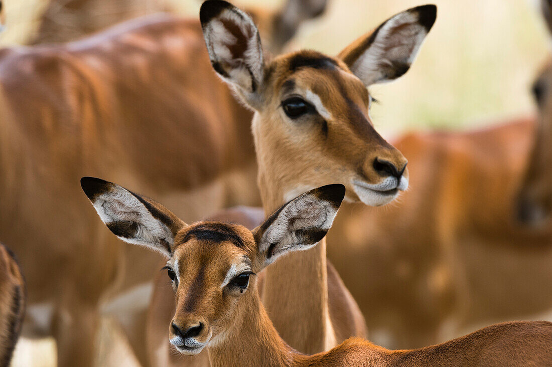 Porträt eines weiblichen Impalas und seines Kalbes, Aepyceros melampus.