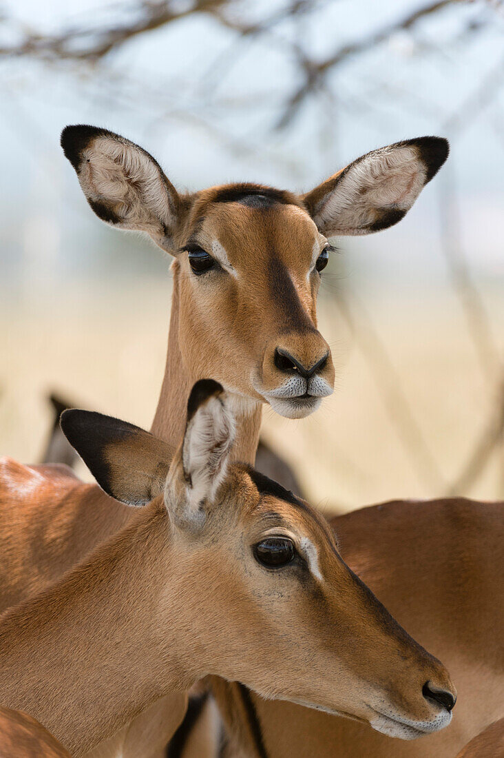 A pair of Impala, Aepyceros melampus, in Lake Nakuru National Park. Lake Nakuru National Park, Kenya, Africa.