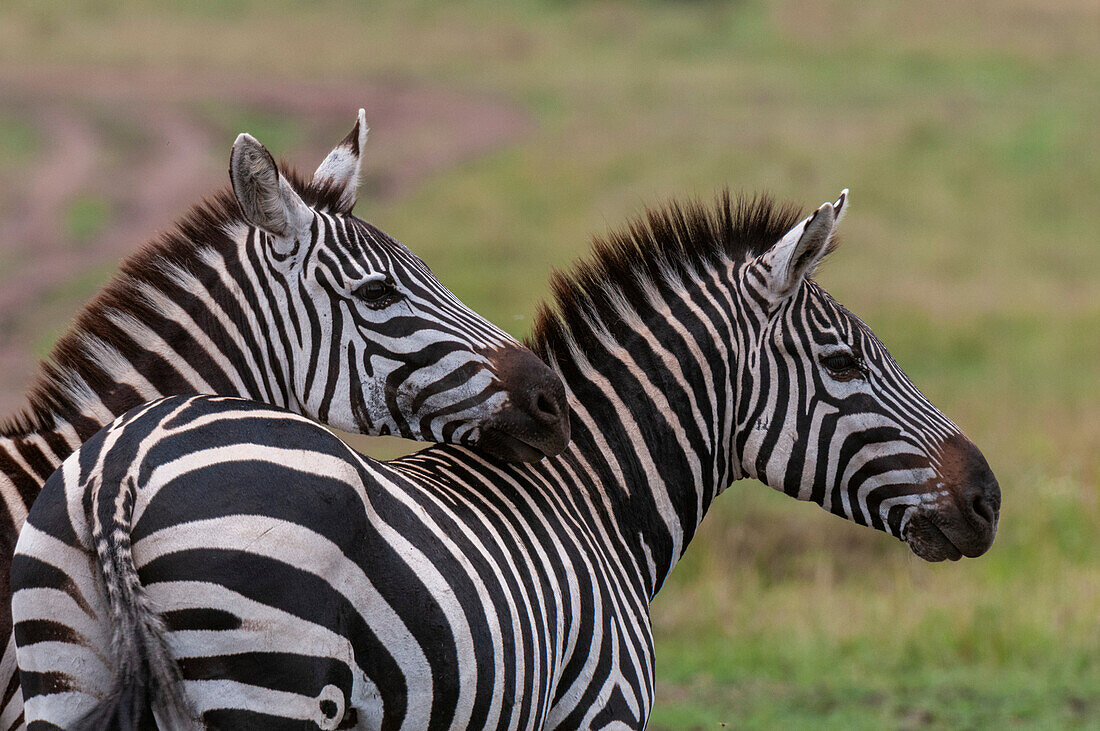Zwei gemeine Zebras, Equus quagga, in Alarmbereitschaft. Masai Mara Nationalreservat, Kenia.