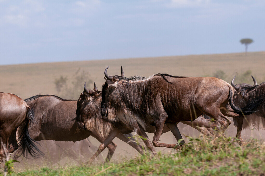 Eine Herde von Gnus, Connochaetes taurinus, auf der Flucht. Masai Mara Nationalreservat, Kenia.