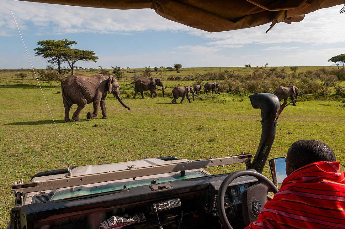Ein Masai-Safari-Führer beobachtet eine Herde afrikanischer Elefanten und deren Kälber, Loxodonta africana. Masai Mara Nationalreservat, Kenia.