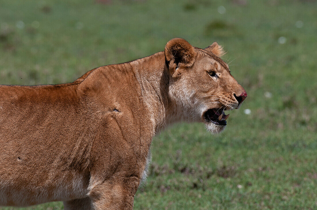Portrait of a lioness, Panthera leo. Masai Mara National Reserve, Kenya.