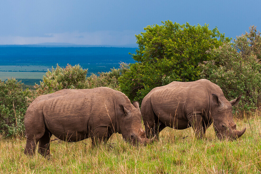 Zwei seltene Breitmaulnashörner, Ceratoterium simum, beim Grasen. Masai Mara Nationalreservat, Kenia.