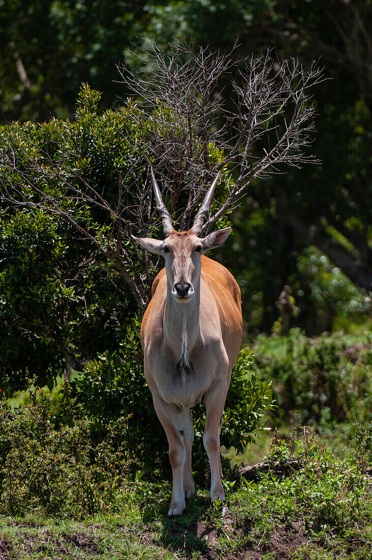 Porträt einer Elenantilope, Taurotragus oryx, die in die Kamera schaut. Masai Mara Nationalreservat, Kenia.
