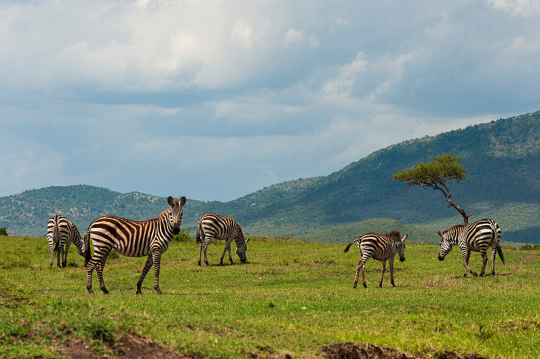 Eine Herde gewöhnlicher Zebras, Equus quagga, beim Grasen. Masai Mara-Nationalreservat, Kenia.