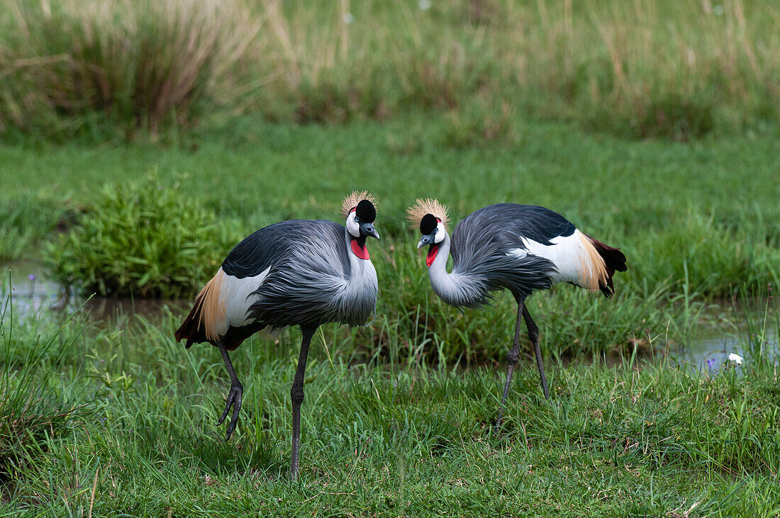 Two grey-crowned cranes, Balearica regulorum gibbericeps, hunting in a marshy area. Masai Mara National Reserve, Kenya.