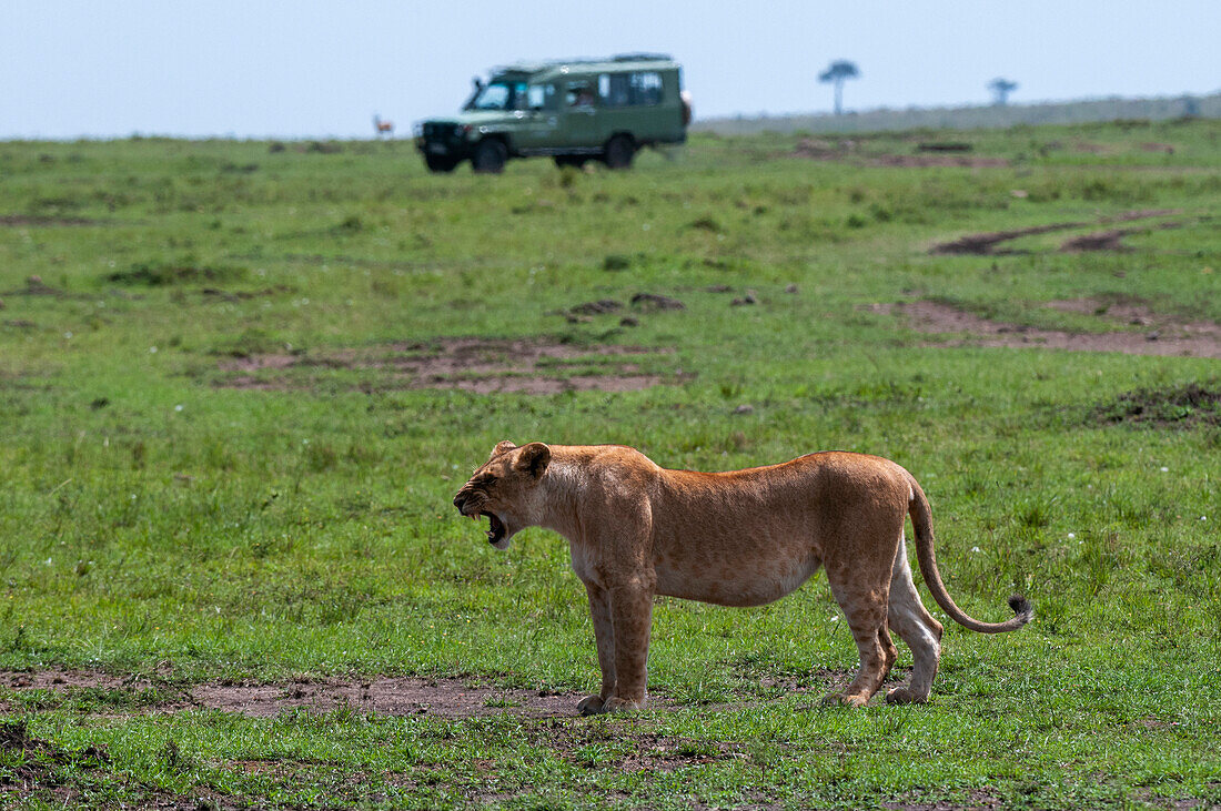 A safari vehicle approaching a lioness, Panthera leo. Masai Mara National Reserve, Kenya.