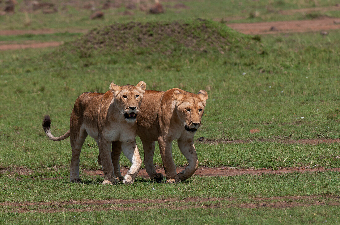 Porträt von zwei Löwinnen, Panthera leo. Masai Mara Nationalreservat, Kenia.