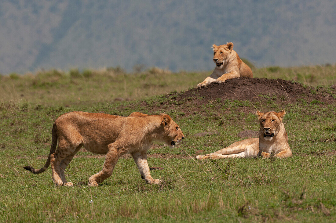 African lionesses, Panthera leo, resting on and around a termite mound. Masai Mara National Reserve, Kenya.