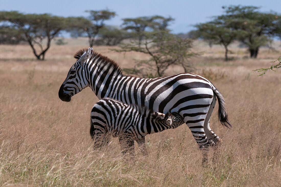 Ein Steppenzebrafohlen (Equus quagga), das von seiner Mutter gesäugt wird. Samburu-Wildreservat, Kenia.