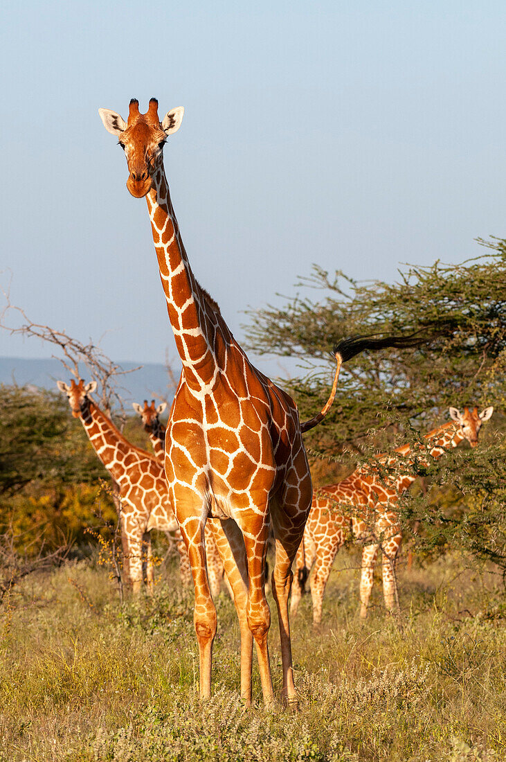 Wachsame Masai-Giraffen, Giraffa camelopardalis, beobachten und fressen. Samburu-Wildreservat, Kenia.