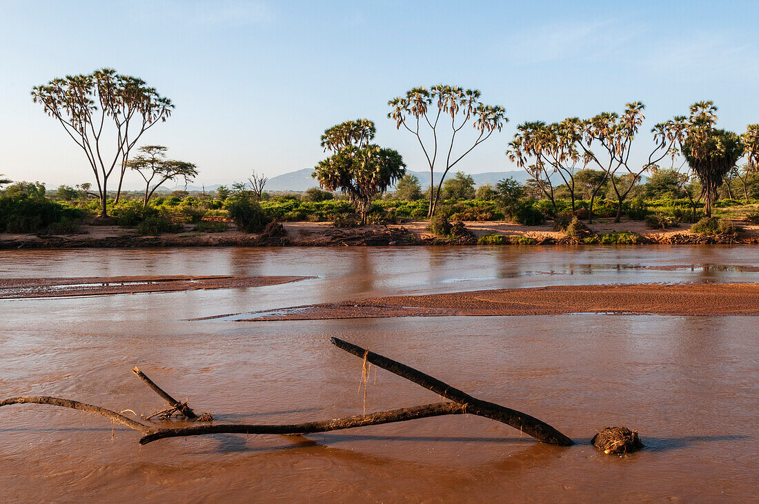 Doum-Palmen, Hyphaene coriacea, an den Ufern des Samburu-Flusses. Samburu-Fluss, Samburu-Wildreservat, Kenia.