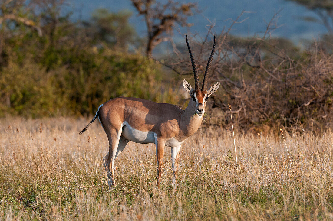 Portrait of a Grant's gazelle, Gazella granti, looking at the camera. Samburu Game Reserve, Kenya.