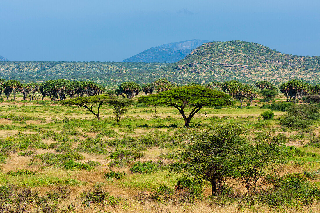 Eine Landschaft mit Hügeln, Bergen und Akazienbäumen. Samburu-Wildreservat, Kenia.