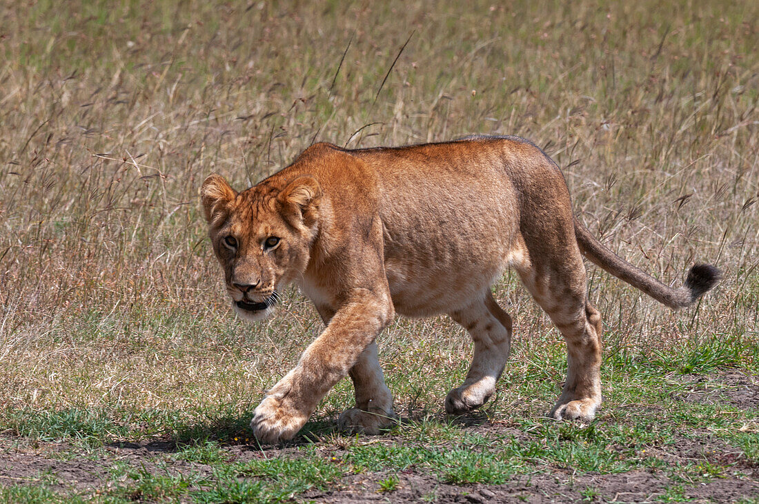 Porträt eines jungen Löwen, Panthera leo, beim Gehen. Masai Mara Nationalreservat, Kenia.